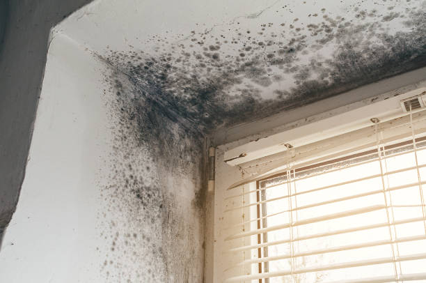 Affordable Mold Removal solutions in Red Feather Lakes, CO